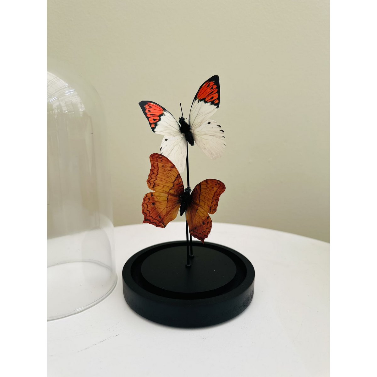 Decoratieve glazen stolp oranje/wit 11x21 cm