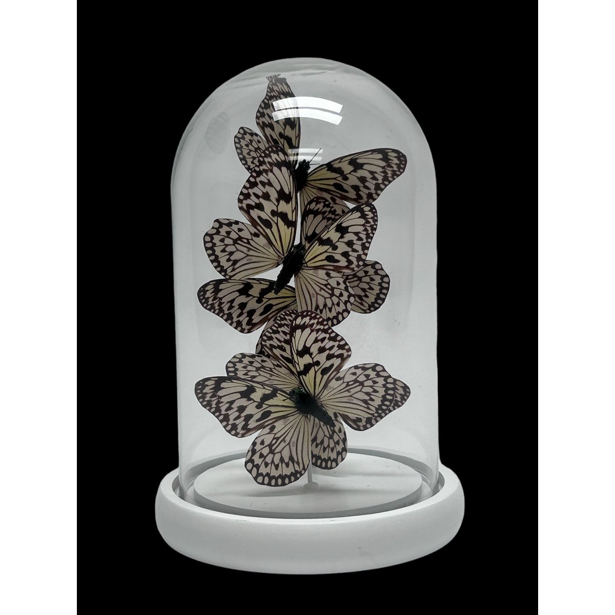 Decoratieve glazen stolp wit (set van 5)