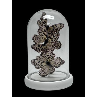 Decoratieve glazen stolp wit (set van 5)