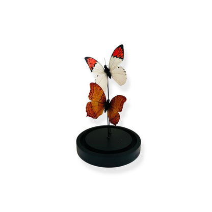 Decoratieve glazen stolp oranje/wit 11x21 cm