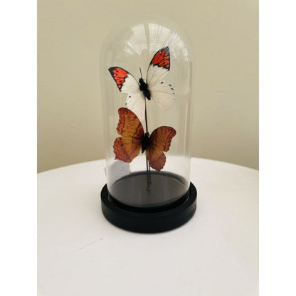 Decoratieve glazen stolp oranje/wit 11x21 cm