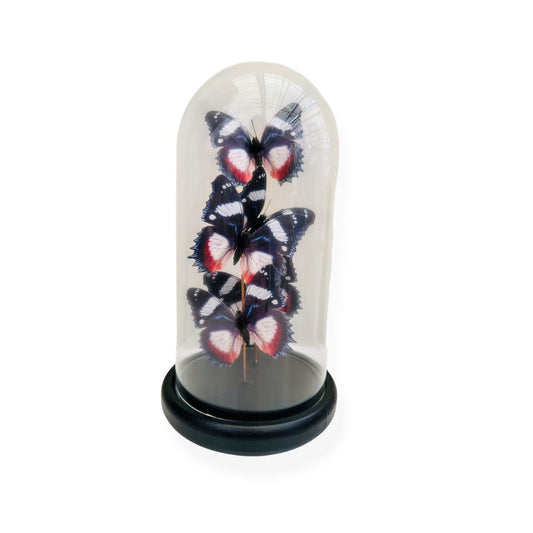 Decoratieve glazen stolp multicolor