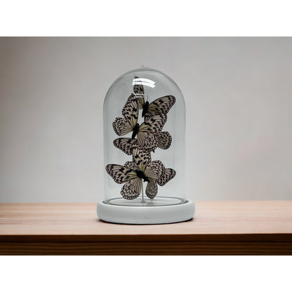 Decoratieve glazen stolp wit (set van 5)