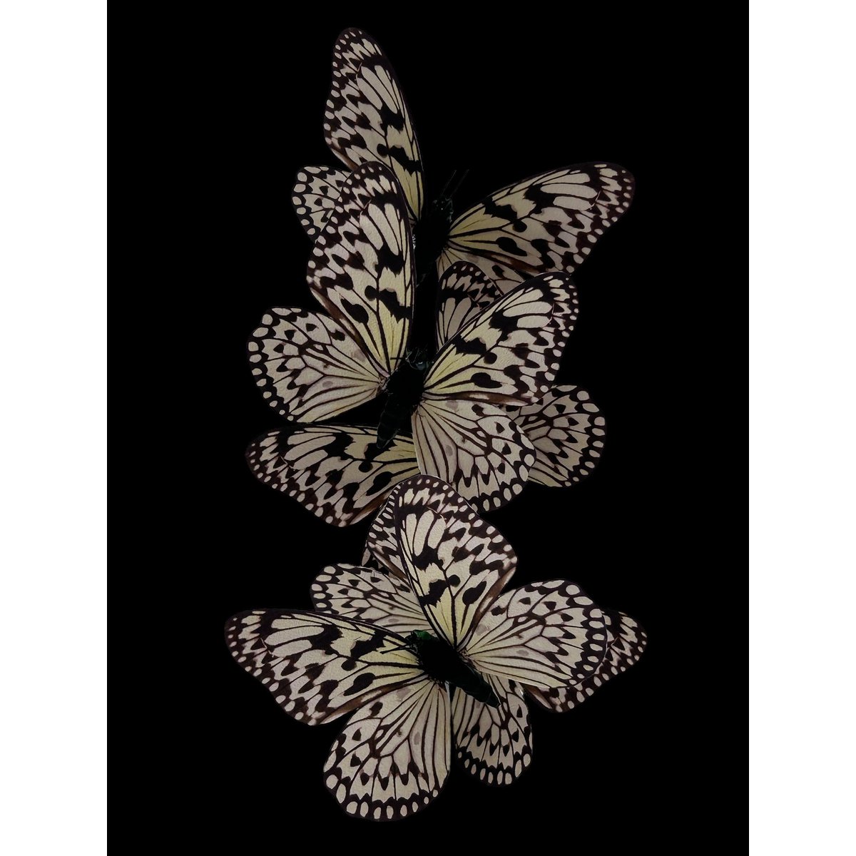 Decoratieve glazen stolp wit (set van 5)
