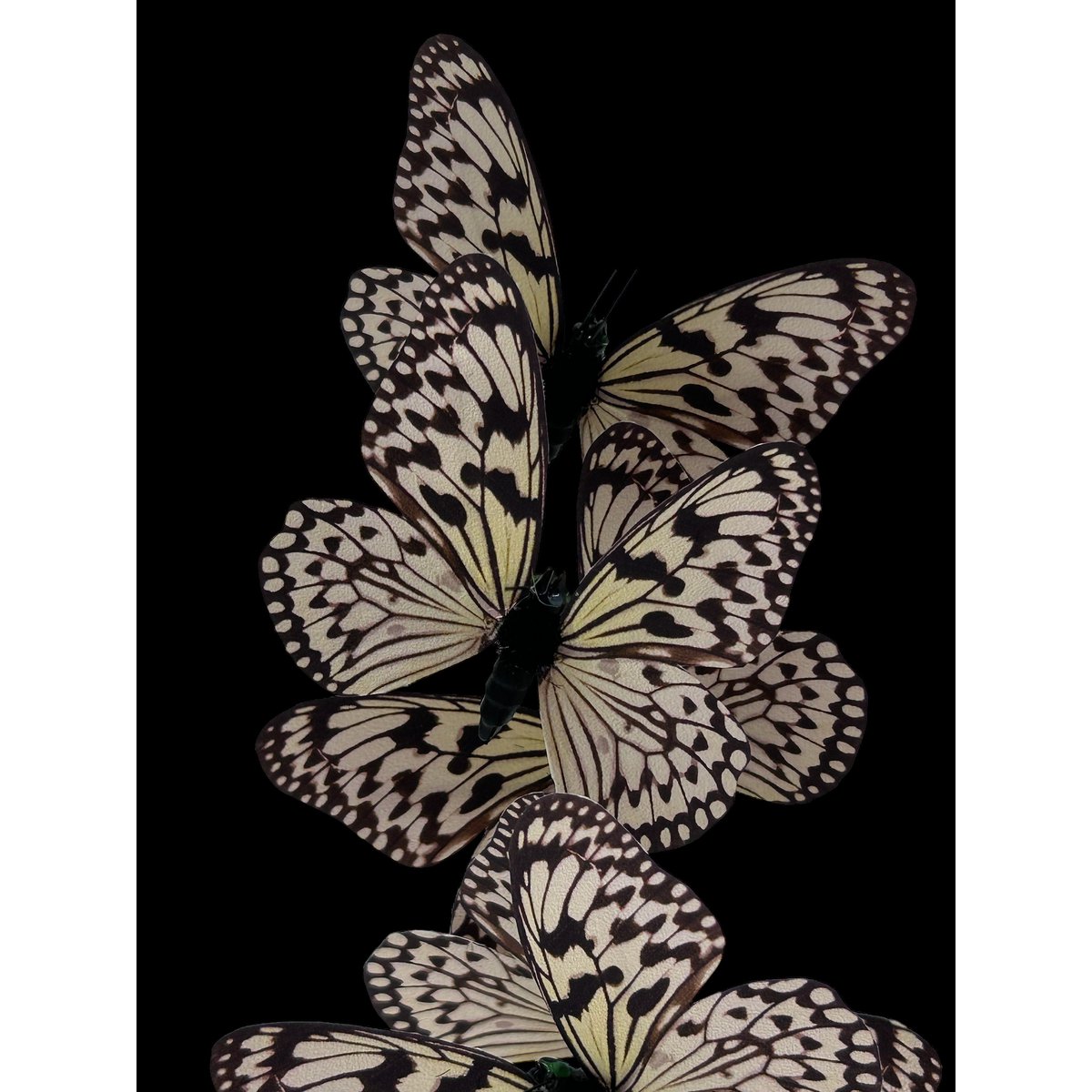 Decoratieve glazen stolp wit (set van 5)
