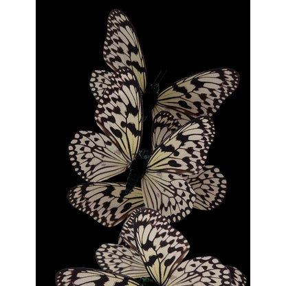 Decoratieve glazen stolp wit (set van 5)