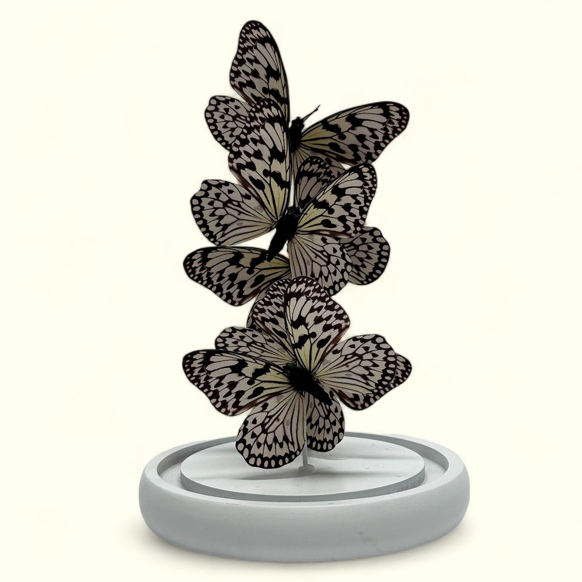 Decoratieve glazen stolp wit (set van 5)