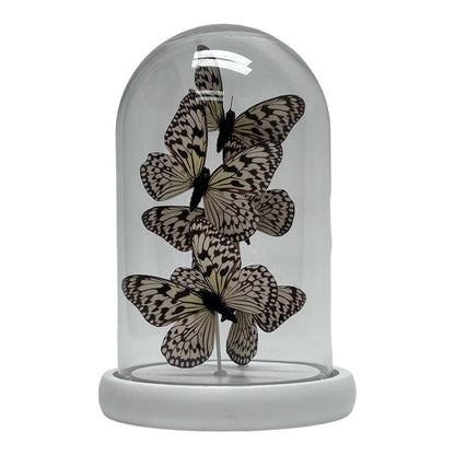 Decoratieve glazen stolp wit (set van 5)