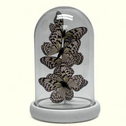 Decoratieve glazen stolp wit (set van 5)