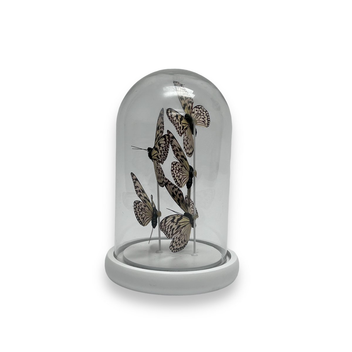 Decoratieve glazen stolp wit (set van 5)
