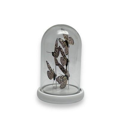 Decoratieve glazen stolp wit (set van 5)