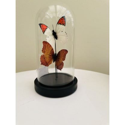 Decoratieve glazen stolp oranje/wit 11x21 cm