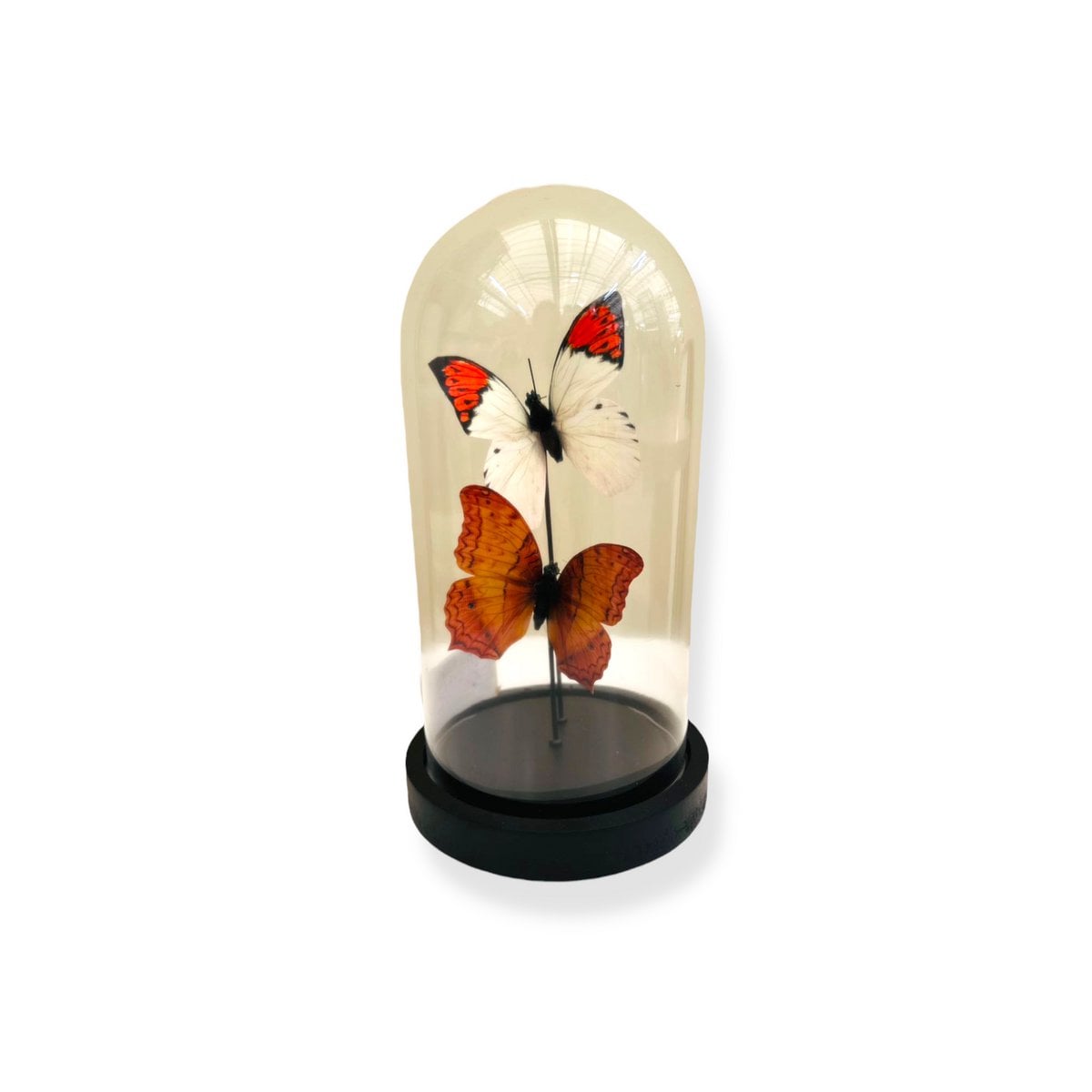 Decoratieve glazen stolp oranje/wit 11x21 cm
