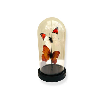 Decoratieve glazen stolp oranje/wit 11x21 cm